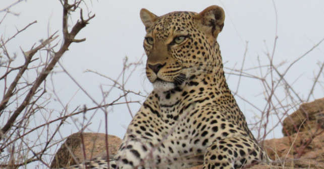 Leopard on rock
